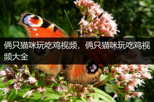 俩只猫咪玩吃鸡视频，俩只猫咪玩吃鸡视频大全