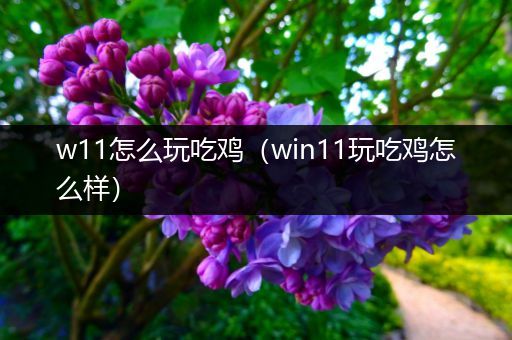 w11怎么玩吃鸡（win11玩吃鸡怎么样）