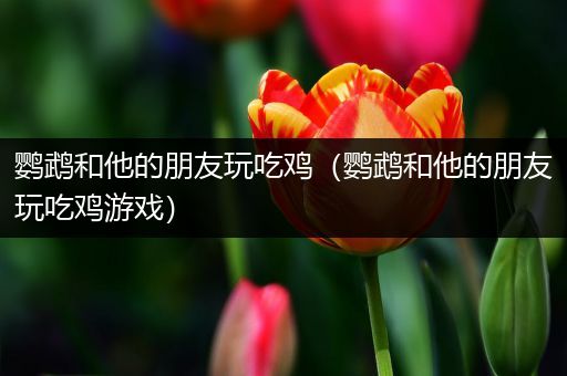 鹦鹉和他的朋友玩吃鸡（鹦鹉和他的朋友玩吃鸡游戏）