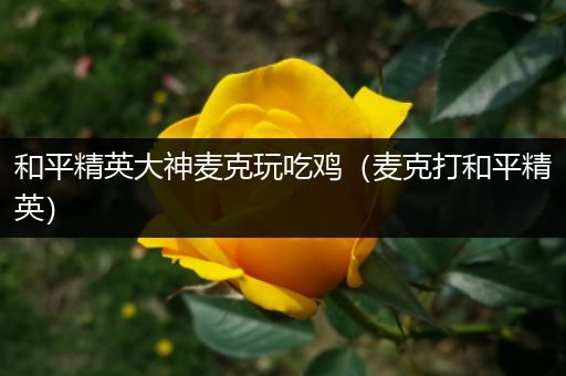和平精英大神麦克玩吃鸡（麦克打和平精英）
