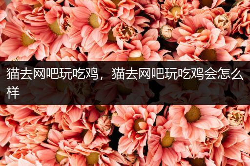 猫去网吧玩吃鸡，猫去网吧玩吃鸡会怎么样