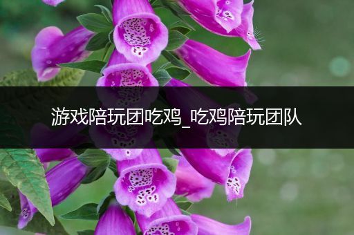 游戏陪玩团吃鸡_吃鸡陪玩团队