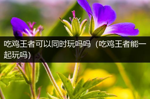 吃鸡王者可以同时玩吗吗（吃鸡王者能一起玩吗）
