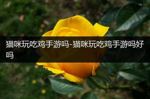 猫咪玩吃鸡手游吗-猫咪玩吃鸡手游吗好吗
