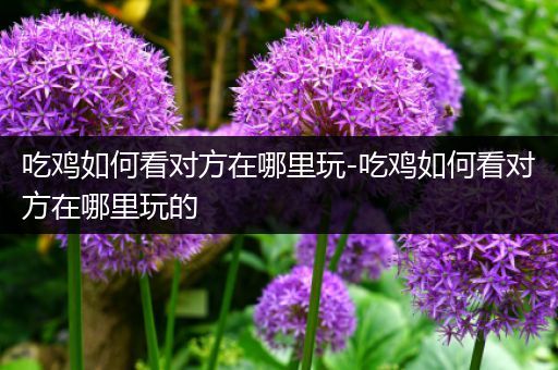 吃鸡如何看对方在哪里玩-吃鸡如何看对方在哪里玩的