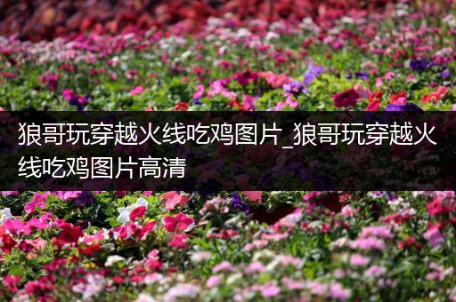 狼哥玩穿越火线吃鸡图片_狼哥玩穿越火线吃鸡图片高清