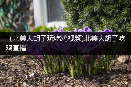 （北美大胡子玩吃鸡视频)北美大胡子吃鸡直播