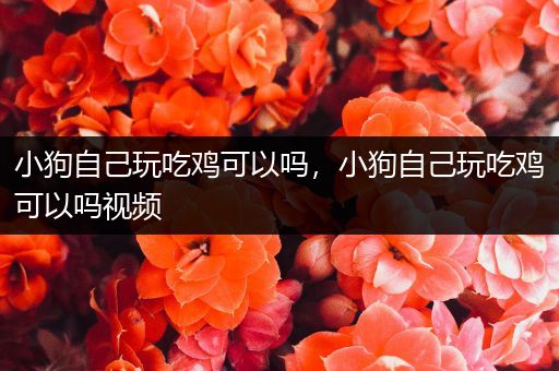 小狗自己玩吃鸡可以吗，小狗自己玩吃鸡可以吗视频