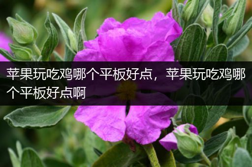 苹果玩吃鸡哪个平板好点，苹果玩吃鸡哪个平板好点啊