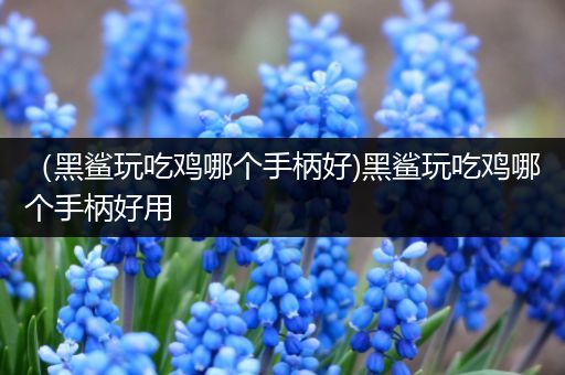 （黑鲨玩吃鸡哪个手柄好)黑鲨玩吃鸡哪个手柄好用