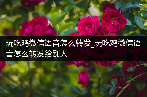 玩吃鸡微信语音怎么转发_玩吃鸡微信语音怎么转发给别人