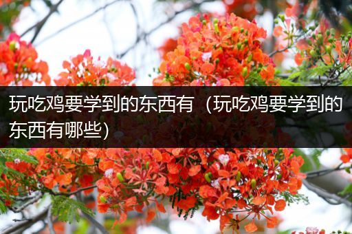 玩吃鸡要学到的东西有（玩吃鸡要学到的东西有哪些）