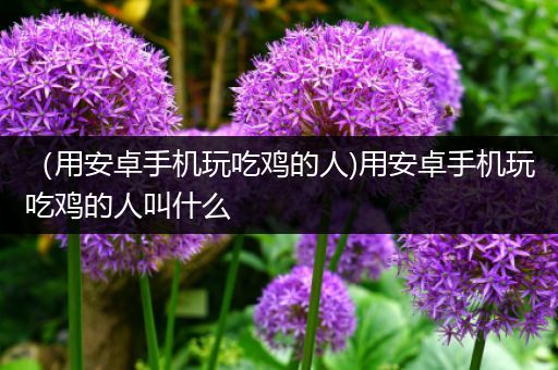 （用安卓手机玩吃鸡的人)用安卓手机玩吃鸡的人叫什么