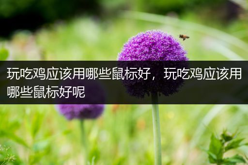 玩吃鸡应该用哪些鼠标好，玩吃鸡应该用哪些鼠标好呢