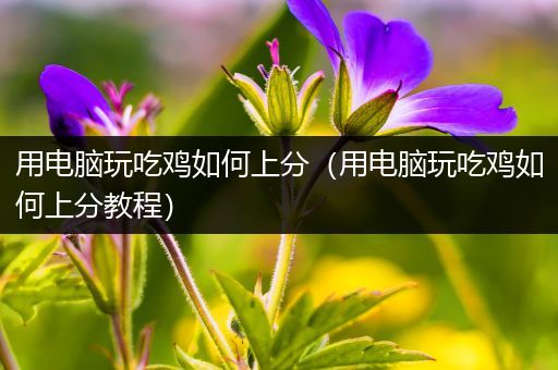用电脑玩吃鸡如何上分（用电脑玩吃鸡如何上分教程）