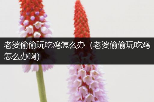 老婆偷偷玩吃鸡怎么办（老婆偷偷玩吃鸡怎么办啊）